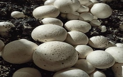 تصویر 2 از خرید قارچ دکمه ای سفید + قیمت فروش استثنایی